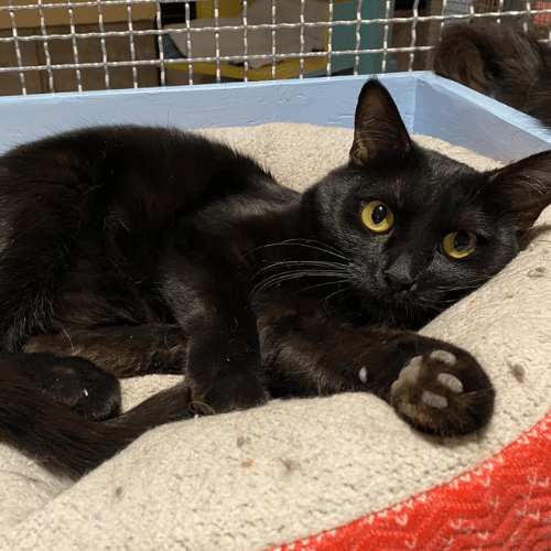 Hermitage No Kill Cat Shelter Protection Adoption Sanctuary Hermitage No Kill Cat Shelter Protection Adoption Sanctuary