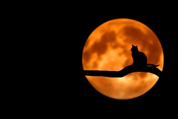 cat, moon
