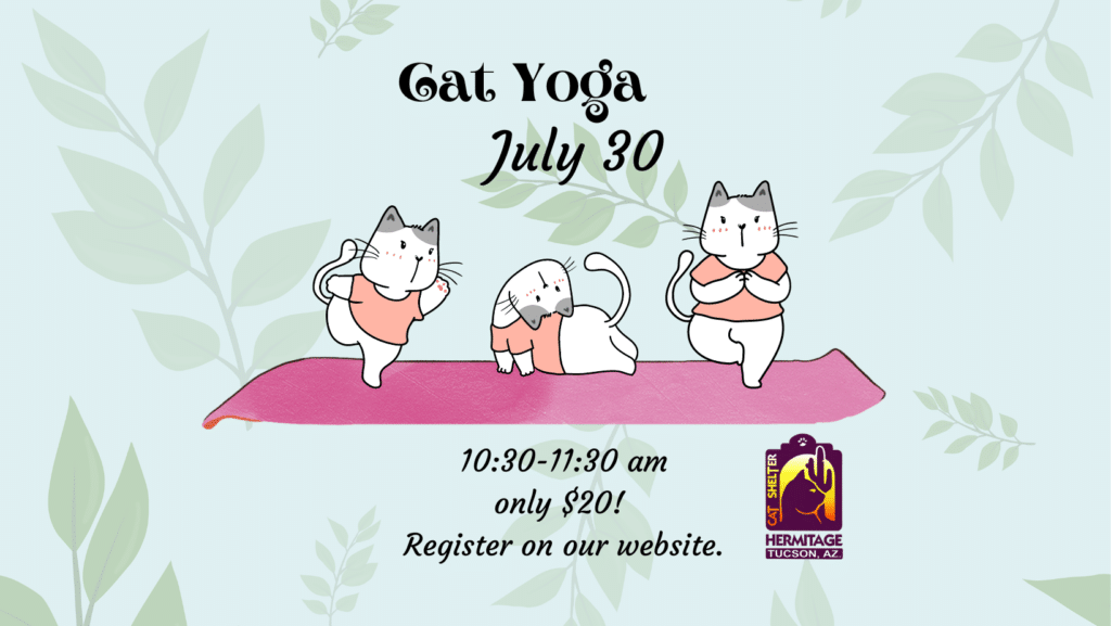july cat yoga Fb Cover