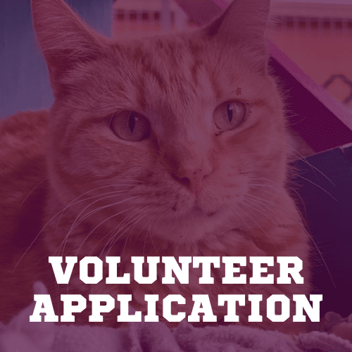 volunteer app button